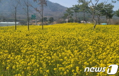 “분명 순창인데, 제주도에 와 있는 기분” 유채꽃 만발
