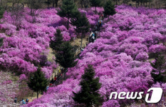 만개한 진달래 바라보며