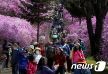 진달래 동산 찾은 인파