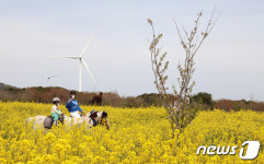 제주에선 말 타고 꽃구경