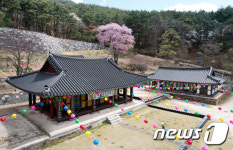 지리산 벽송에 핀 산벚꽃