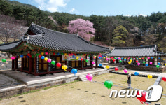 분홍빛 산벚꽃과 벽송사
