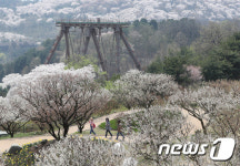 벚꽃, 매화 구경왔어요