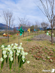 서산 고북면 국화황토공원 튤립 만개해 장관 눈길