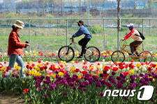 성동구 중랑천 튤립산책로 걸어요