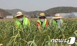 농협중앙회, 영농철 농촌일손돕기 한마음