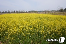 부안 줄포 갯벌생태공원에 유채꽃과 수선화 만발