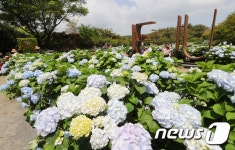 제주엔 수국도 활짝