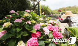 수국도, 일상도 돌아왔네