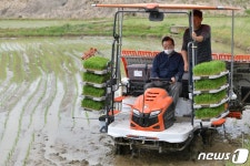 충남 홍성군 첫 모내기는 소향리에서…추석 전 수확