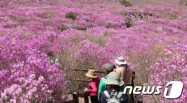 지금이야 대구 비슬산 참꽃
