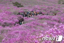 지금이야 대구 비슬산 참꽃