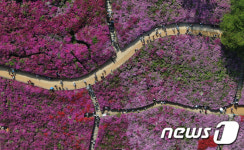 분홍빛 일렁이는 철쭉동산