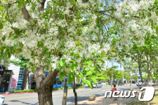 이팝나무 꽃이 피었습니다