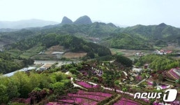 마이산이 보이는 꽃잔디동산