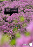 봉화산은 철쭉세상