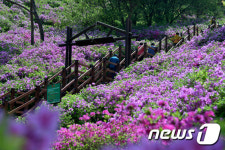 봉화산에 활짝 핀 철쭉
