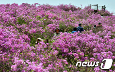 분홍빛 철쭉으로 물들어 가는 봉화산