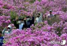 장수군 봉화산 철쭉