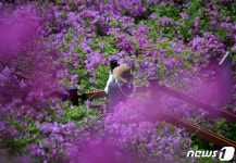 [포토] 능선 따라 만개한 장수 봉화산 철쭉