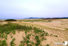 [신용석레인저가떴다]봄꽃 합창, 금빛 모래산…은빛 파도 속삭인 기적의 땅