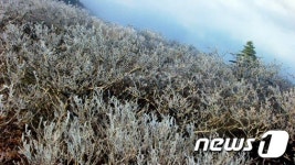 새하얗게 변한 5월 덕유산국립공원