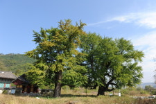 연천 임진강 두루미류 도래지 천연기념물 된다