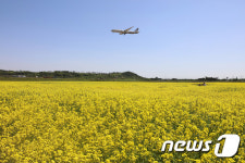 인천공항공사, 하늘정원에 유채꽃밭 조성
