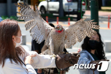 대학생도 신기한 매사냥 체험
