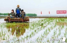마스크 쓰고 모내기하는 북한 삼봉협동농장 농장원들