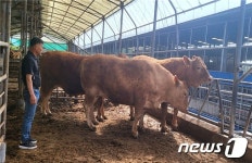 제주 농가 한곳서 1000kg급 슈퍼한우 한꺼번에 3마리 출하