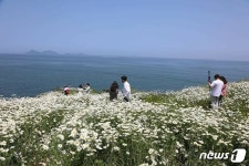 순백의 샤스타데이지 절정…부안 변산마실길 제1코스 주변 만개