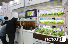 아쿠아포닉스 기술로 물고기 양식과 채소 재배를 동시에
