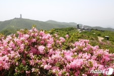 소백산국립공원 철쭉, 예년보다 5일 늦은 6월 초 만개 예상