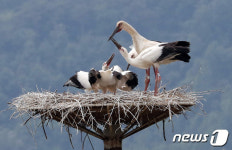천연기념물 황새 가족의 식사시간