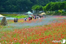 [화보] 10억 송이 봄꽃 장성 황룡강 꽃길축제 북적