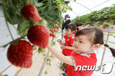 고사리 손으로 따는 딸기