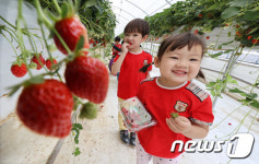 신나는 딸기체험