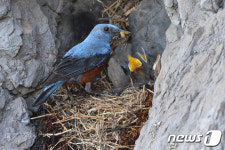 아빠 수업 중인 바다직박구리