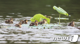 상림연꽃밭에서 노니는 원앙가족