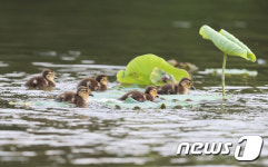 연꽃단지 나들이 나온 원앙가족