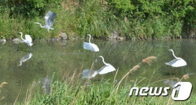 백로들의 외출