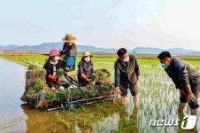마스크 쓰고 모내기하는 北 은파군 대청협동농장