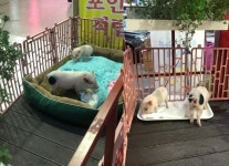 정육점 앞 홍보용 살아있는 아기돼지…욕도 아깝다 [영상]