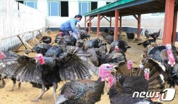 칠면조 사육하는 북한 청해농장 과학 축산 강조