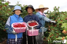 대청호 청정지역 옥천서 새콤달콤 산딸기 수확 한창