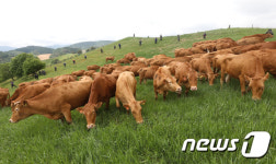 평창 한우연구소 초지에 한우 200마리 초지 생활 시작