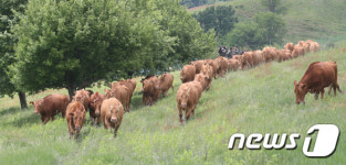 초지 위 달리는 소