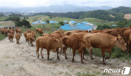 [뉴스1 PICK}자연아 반가워 대관령 한우 첫 방목