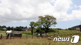 목장에서 즐기는 여유